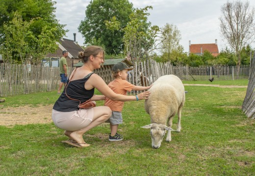 Met schaap1.jpg