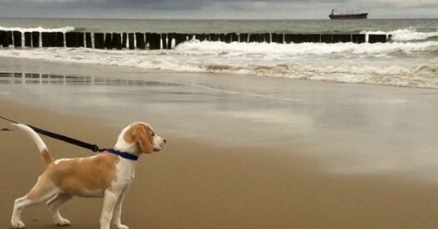 Lekker met je hond wandelen aan het strand.jpg