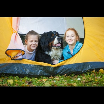 Honden