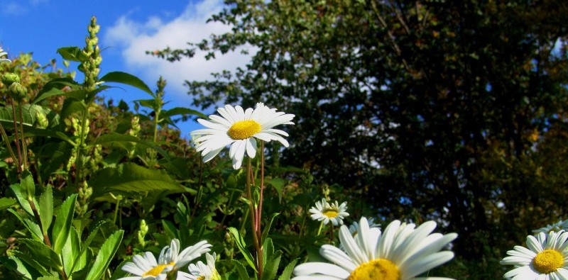 margrieten