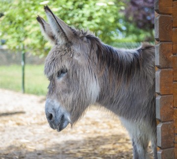 Wendy de ezel kinderboerderij