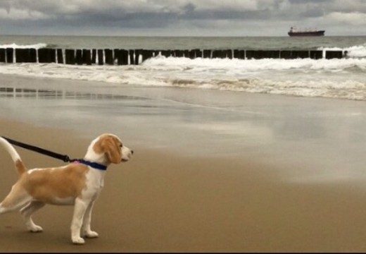 Lekker met je hond wandelen aan het strand.jpg