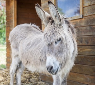 Kinderboerderij