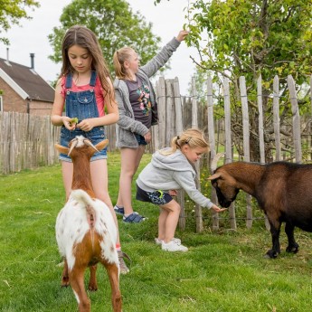 Geitjes voeren kinderboerderij Zeeland Camping familie vakantie