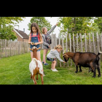 Geitjes voeren kinderboerderij Zeeland Camping familie vakantie